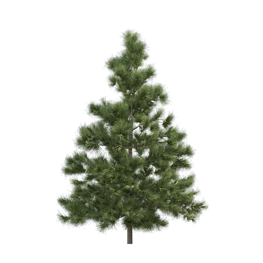 Larix decidua - Larch